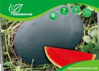 Best Dark green Organic Watermelon Seeds with Sugar content 11.5% , Black