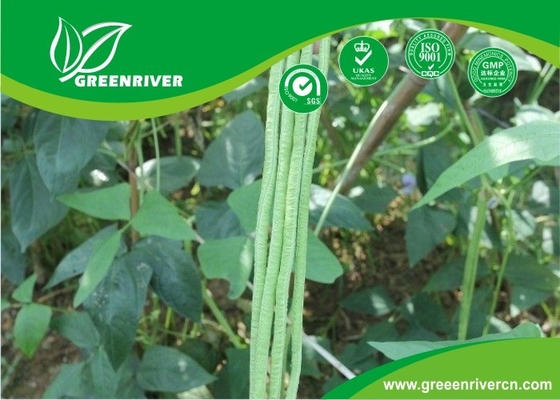 China Commercial Green Organic yard long bean seeds with thick flesh distributor