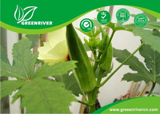 China Yellow Okra seeds / ladies finger seeds with FDA Certificate distributor