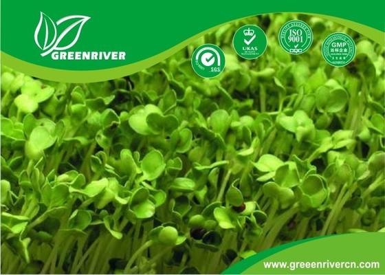 China organnic Radish sprouts seeds with ISO9001-2000 approvals , Green Black Yellow distributor