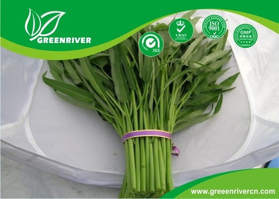 China Yellow Green lance leaf water spinach seeds in Prostrate type distributor