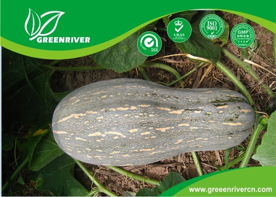 China Yellow organnic Chinese pumpkin seeds ISO9001-2000 Certificate distributor