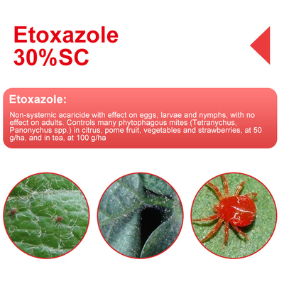 Non - systemic Etoxazole 11%SC contact acaricide with effect on eggs, larvae , nymphs supplier