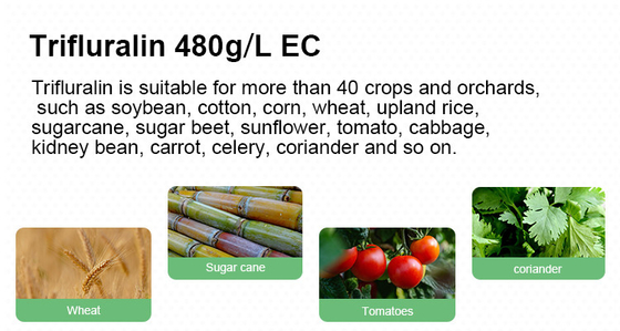 Trifluralin 48%EC sugar beet herbicides Fast Acting Weed Killer cas 1582-09-8 supplier