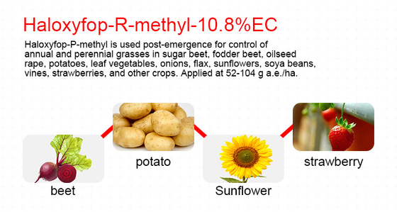 Liquid Safe Herbicide Haloxyfop R Methyl Weed Killer For Vegetable Gardens supplier