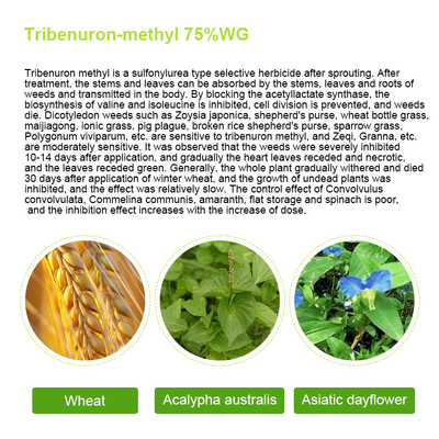 101200-48-0 Tribenuron Methyl Selective Herbicides For Maize , White powder supplier