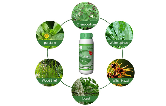 Clear / amber liquid Selective Herbicides Clethodim 24%EC for soya beans , flax supplier
