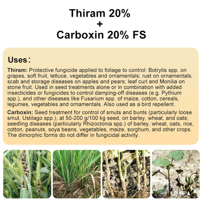 Tolclofos methyl ,Thiram contact Plant Fungicide 137-26-8 / 57018-04-9 supplier