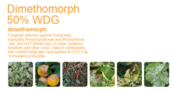 Dimethomorph 50%WP Chemical Fungicides Products 110488-70-5 supplier