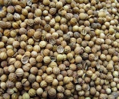 FDA Approval white coriander seed with hand selected , 2013 year new crop supplier