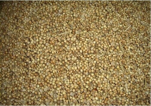 FDA Approval white coriander seed with hand selected , 2013 year new crop supplier