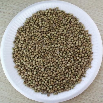 FDA Approval white coriander seed with hand selected , 2013 year new crop supplier