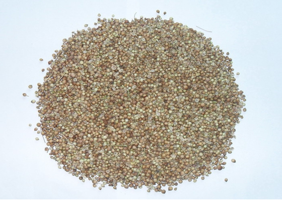 FDA Approval white coriander seed with hand selected , 2013 year new crop supplier