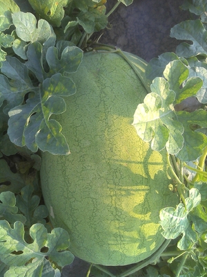 Light green rind Organic Watermelon Seeds with netted stripes supplier