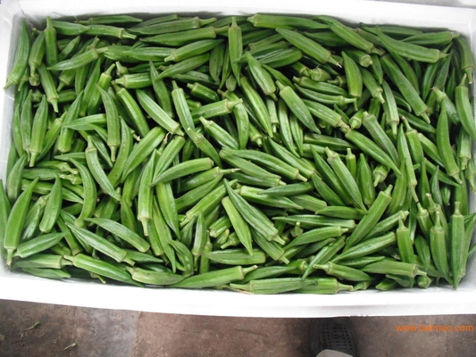 Yellow Okra seeds / ladies finger seeds with FDA Certificate supplier