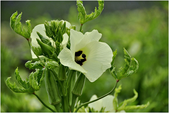 Yellow Okra seeds / ladies finger seeds with FDA Certificate supplier