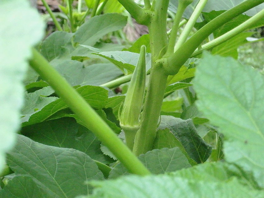 Yellow Okra seeds / ladies finger seeds with FDA Certificate supplier