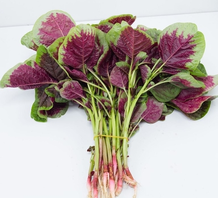 Red Round Leaf Amaranth Seeds with with green edge for planting supplier
