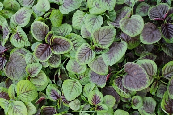 Red Round Leaf Amaranth Seeds with with green edge for planting supplier