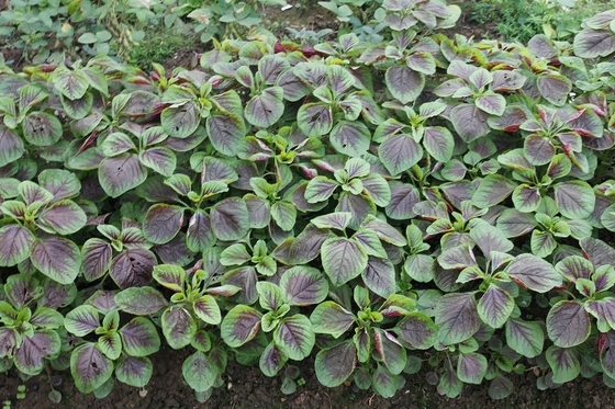 Red Round Leaf Amaranth Seeds with with green edge for planting supplier