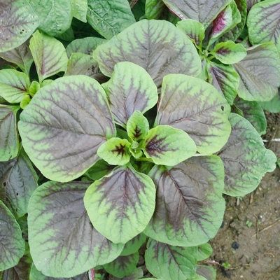 Red Round Leaf Amaranth Seeds with with green edge for planting supplier