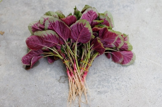 Red Round Leaf Amaranth Seeds with with green edge for planting supplier