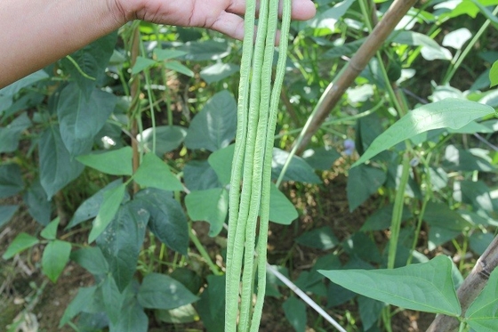 Commercial Green Organic yard long bean seeds with thick flesh supplier