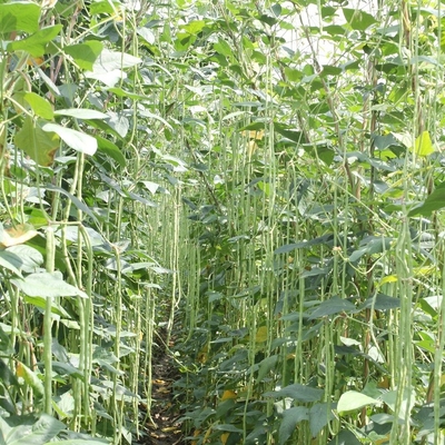 Commercial Green Organic yard long bean seeds with thick flesh supplier