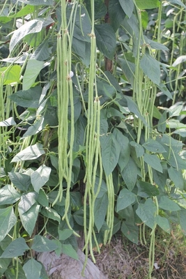 Commercial Green Organic yard long bean seeds with thick flesh supplier