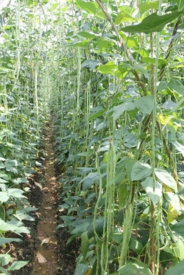Commercial Green Organic yard long bean seeds with thick flesh supplier
