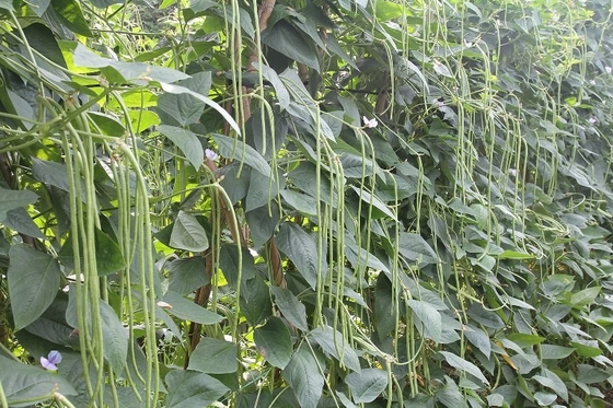 Commercial Green Organic yard long bean seeds with thick flesh supplier