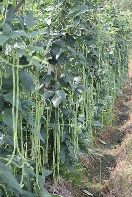 Commercial Green Organic yard long bean seeds with thick flesh supplier
