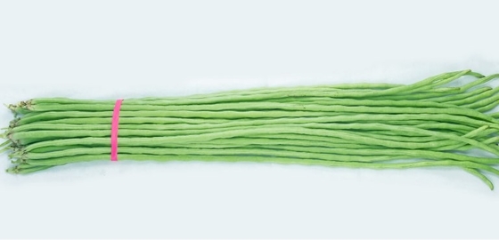 Commercial Green Organic yard long bean seeds with thick flesh supplier