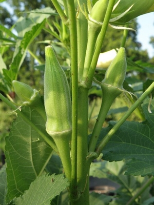 Yellow Okra seeds / ladies finger seeds with FDA Certificate supplier