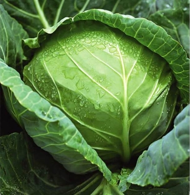 Green organnic Cabbage seeds in Black / Red , OC Certification supplier