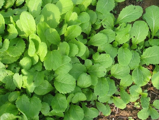 Light Green Early Small Leaf Mustard Seeds Germination 85 % supplier