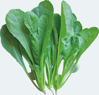 organnic Radish sprouts seeds with ISO9001-2000 approvals , Green Black Yellow supplier