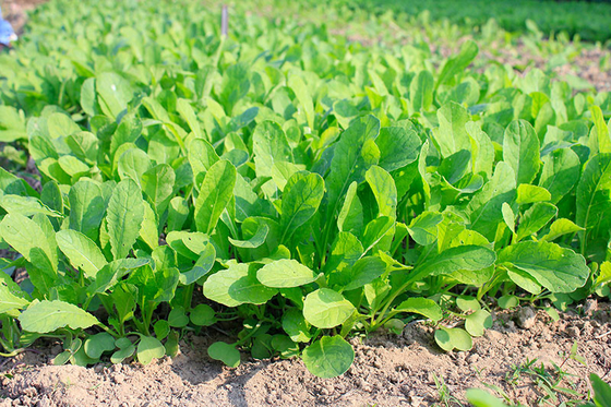 organnic Radish sprouts seeds with ISO9001-2000 approvals , Green Black Yellow supplier