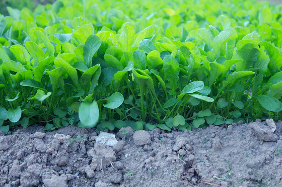 organnic Radish sprouts seeds with ISO9001-2000 approvals , Green Black Yellow supplier