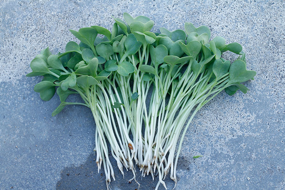 organnic Radish sprouts seeds with ISO9001-2000 approvals , Green Black Yellow supplier