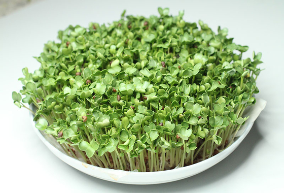 organnic Radish sprouts seeds with ISO9001-2000 approvals , Green Black Yellow supplier