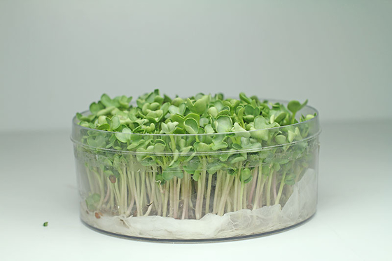 organnic Radish sprouts seeds with ISO9001-2000 approvals , Green Black Yellow supplier