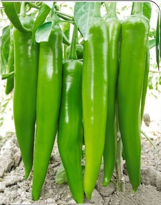 Hybrid type Green pepper seeds F1 Fruit , 20-23 cm length supplier