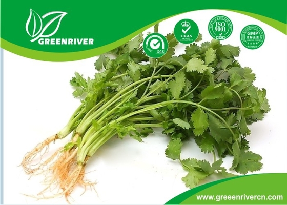 FDA Approval white coriander seed with hand selected , 2013 year new crop supplier
