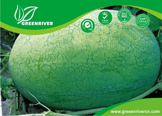 Light green rind Organic Watermelon Seeds with netted stripes supplier