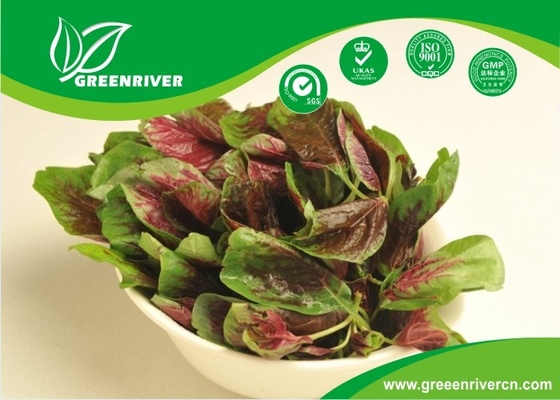 Red Round Leaf Amaranth Seeds with with green edge for planting supplier