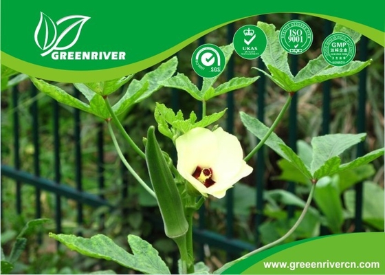Yellow Okra seeds / ladies finger seeds with FDA Certificate supplier