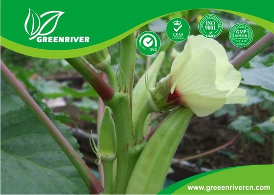 Yellow Okra seeds / ladies finger seeds with FDA Certificate supplier