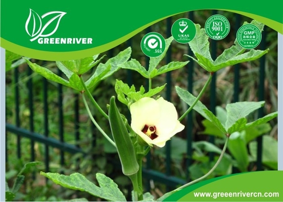 Yellow Okra seeds / ladies finger seeds with FDA Certificate supplier
