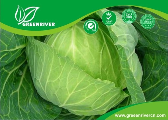 Green organnic Cabbage seeds in Black / Red , OC Certification supplier